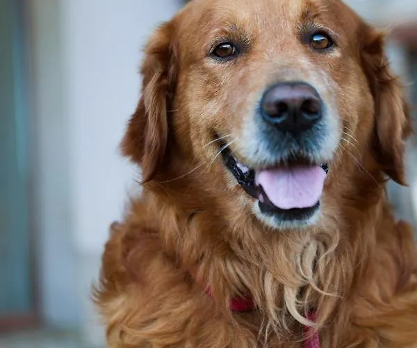 Sotobosque Hotel Mortera